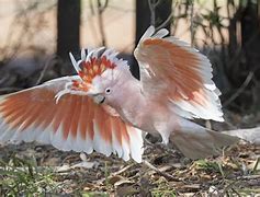 Image result for Quirky Birds