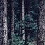 Image result for Forest Cellphone Wallpaper