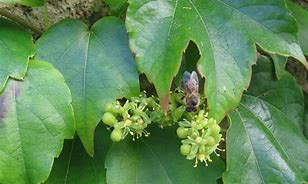 Image result for Parthenocissus Tricuspidata