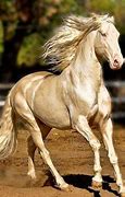 Image result for Ancient Horse Breeds