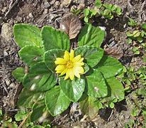 Image result for Haplocarpha rueppellii