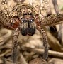 Image result for huntsman spiders facts