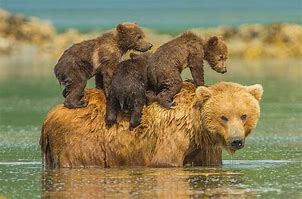 Image result for Mama Bear Is Aalways There