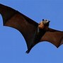 Image result for Cute Bat Names