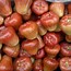 Image result for Heirloom Apple Varieties