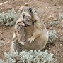 Image result for Prairie Dog Squirrel