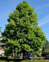 Image result for Liriodendron tulipifera Roothaan
