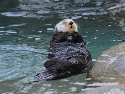 Image result for Sea Otter Zoo