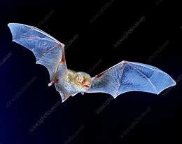 Image result for Albino Little Brown Bat