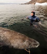 Image result for Greenland Shark Pinterest
