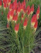 Image result for Kniphofia The Rocket
