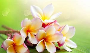 Image result for Jasmine Flower Wallpaper