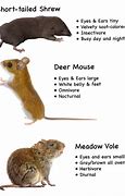 Image result for Vole vs Mouse