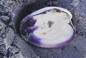 Image result for Quahog Shell Age Rings
