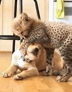 Image result for Cheetah Meme Race Dogs
