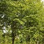 Image result for Amelanchier arborea Robin Hill
