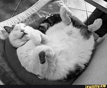 Image result for Cute Fat Cat Memes