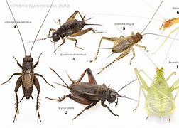 Image result for Different Species of Crickets