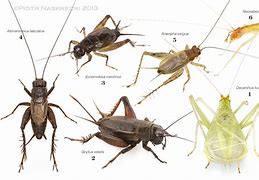 Image result for Different Cricket Species