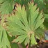 Acer japonicum Aconitifolium に対する画像結果