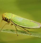 Image result for "beet-leafhopper"
