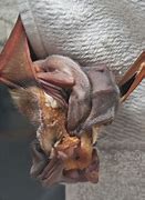 Image result for Red Bat Animal