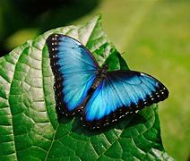 Image result for Pictures of Colorful Butterflies