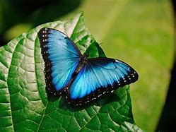 Image result for Beautiful Colorful Butterflies