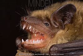Image result for Bat Mouth