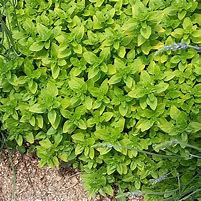 Image result for Origanum vulgare Thumbles Variety