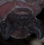 Image result for Mexican Free-Tailed Bat Skeleton