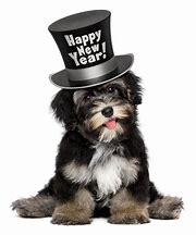Image result for New Year's Resolution Dog Chew List