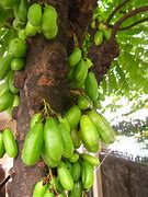 Image result for Philippines Dwarf Fruit Trees