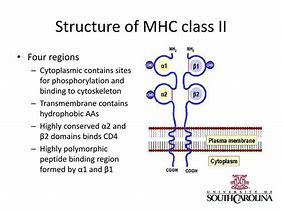 Image result for MHC Class II