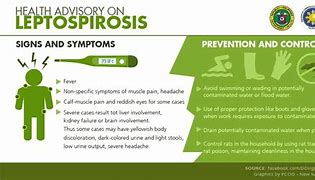 Image result for Leptospirosis Doh Philippines