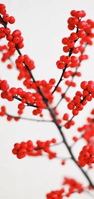 Image result for Cool Red iPhone Wallpapers