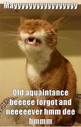 Image result for Happy New Year Yelling Cat Meme