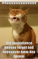 Image result for Funny Cat Meme Happy New Year 2019
