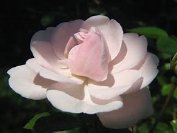Image result for Light Pale Pink Color