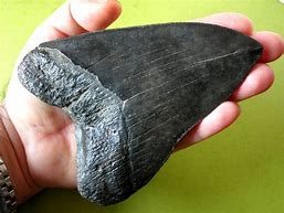 Image result for fosilizar