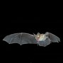 Image result for Desert Bat Flying