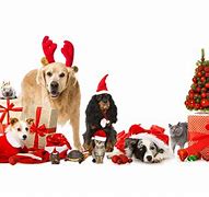 Image result for Happy Holidays Dogs and Cats