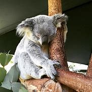 Image result for Scary Animals in Australia