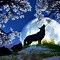 Image result for Most Beautiful HD Wolf Wallpaper