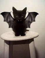 Image result for Litten with Bat Wings