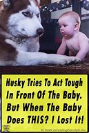Image result for Baby Husky Meme