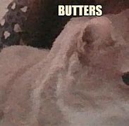 Image result for Butter Cat Meme