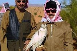 Image result for Falcon in Arabs