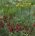 Billedresultat for Dianthus erinaceus