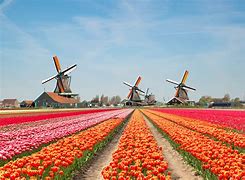 Image result for Netherlands Spring Garden Tour